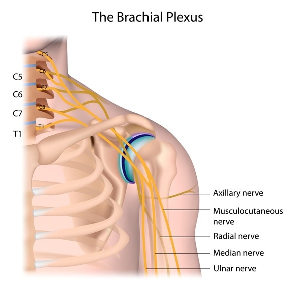 Nerves of the brachial plexus labeled. - Image Copyright: Alila Medical Media / Shutterstock